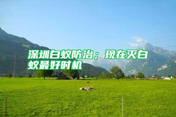 深圳白蟻防治；現(xiàn)在滅白蟻最好時機