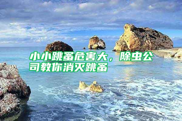 小小跳蚤危害大，除蟲公司教你消滅跳蚤