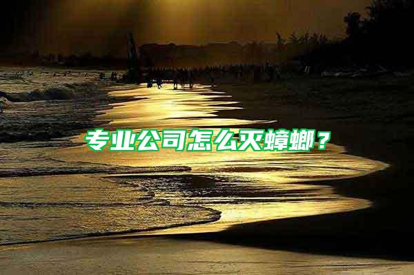 專業(yè)公司怎么滅蟑螂？
