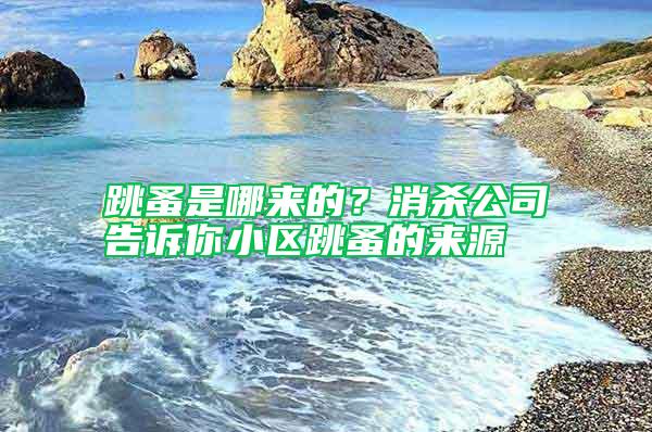 跳蚤是哪來的？消殺公司告訴你小區跳蚤的來源