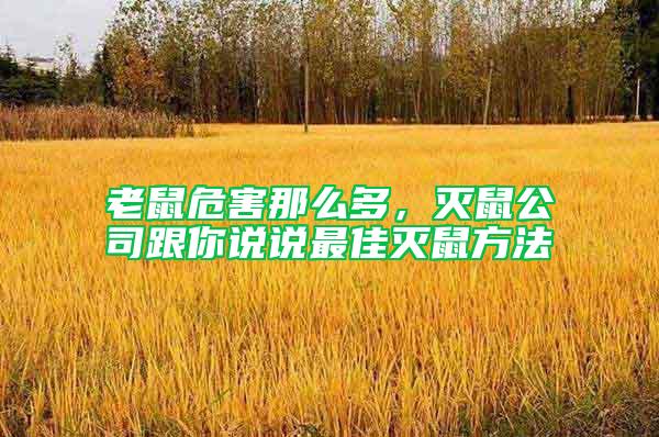 老鼠危害那么多，滅鼠公司跟你說說最佳滅鼠方法