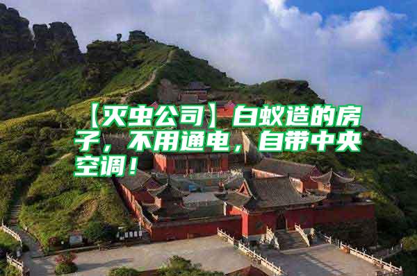 【滅蟲公司】白蟻造的房子，不用通電，自帶中央空調！