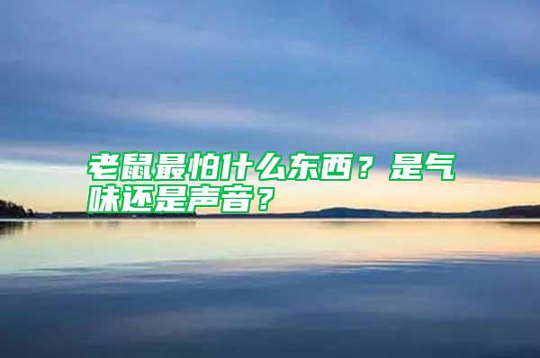 老鼠最怕什么東西？是氣味還是聲音？