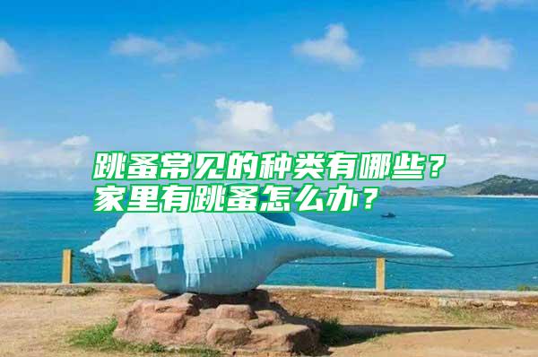 跳蚤常見的種類有哪些？家里有跳蚤怎么辦？