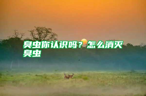 臭蟲你認識嗎?怎么消滅臭蟲