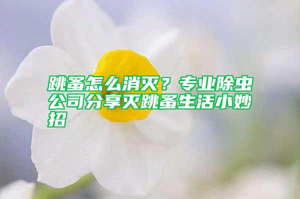 跳蚤怎么消滅？專業(yè)除蟲公司分享滅跳蚤生活小妙招