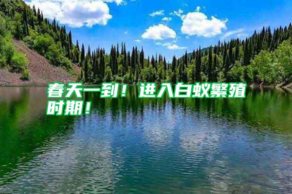 春天一到！進(jìn)入白蟻繁殖時(shí)期！