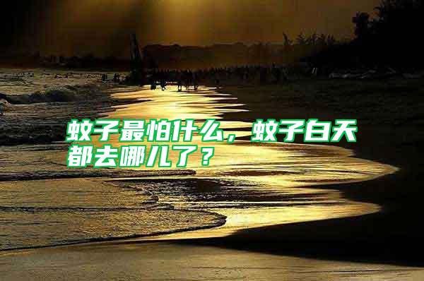 蚊子最怕什么，蚊子白天都去哪兒了？
