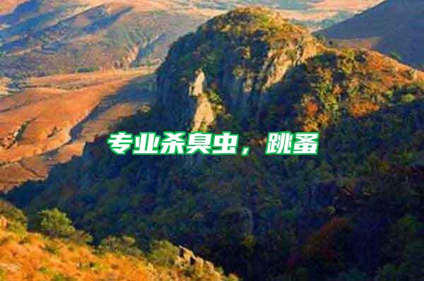 專業殺臭蟲，跳蚤
