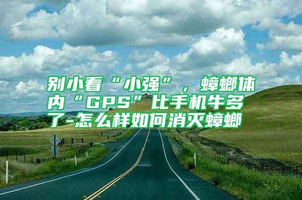 別小看“小強”，蟑螂體內“GPS”比手機牛多了-怎么樣如何消滅蟑螂