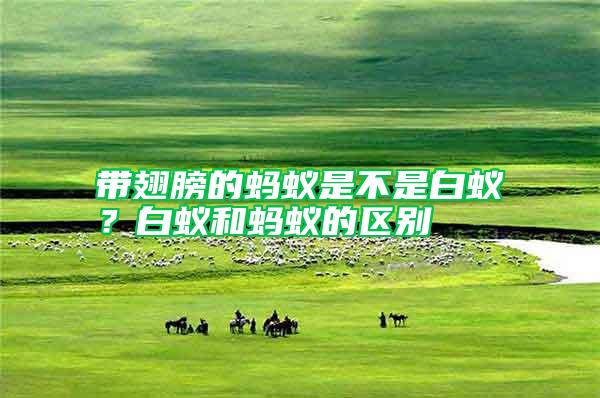 帶翅膀的螞蟻是不是白蟻?白蟻和螞蟻的區別