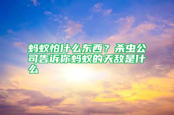 螞蟻怕什么東西？殺蟲公司告訴你螞蟻的天敵是什么
