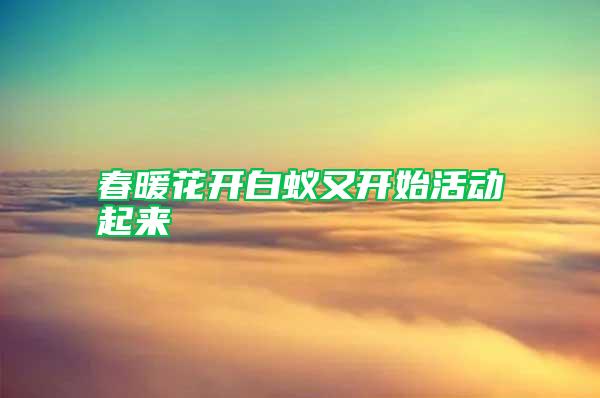 春暖花開白蟻又開始活動(dòng)起來