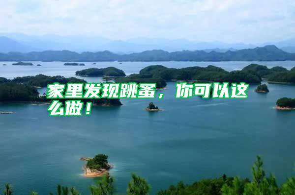家里發現跳蚤，你可以這么做！