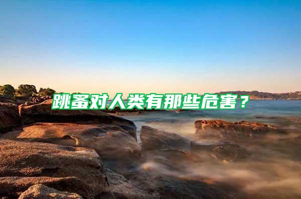 跳蚤對人類有那些危害？