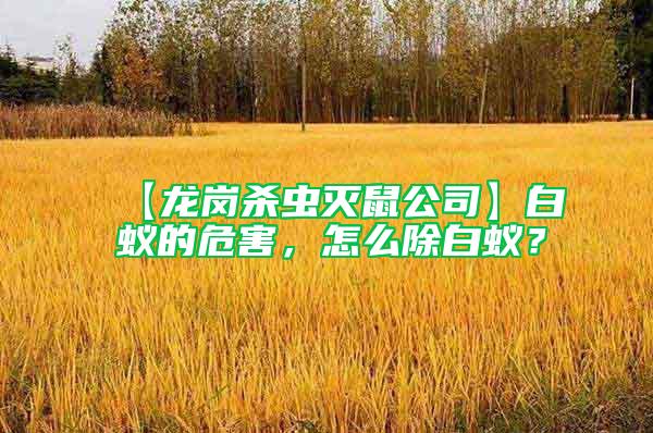 【龍崗殺蟲滅鼠公司】白蟻的危害，怎么除白蟻？