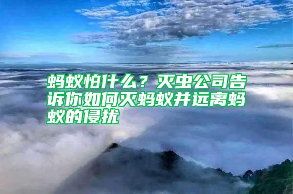 螞蟻怕什么？滅蟲公司告訴你如何滅螞蟻并遠離螞蟻的侵擾