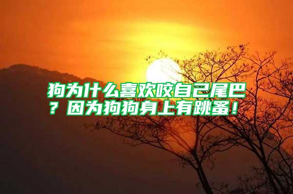 狗為什么喜歡咬自己尾巴？因?yàn)楣饭飞砩嫌刑椋?/></p>
             <p style=