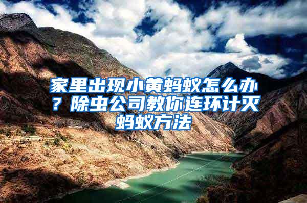 家里出現(xiàn)小黃螞蟻怎么辦？除蟲公司教你連環(huán)計滅螞蟻方法
