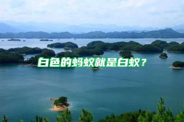 白色的螞蟻就是白蟻？