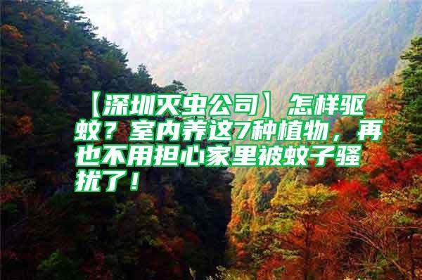 【深圳滅蟲公司】怎樣驅蚊？室內養這7種植物，再也不用擔心家里被蚊子騷擾了！
