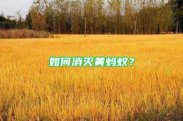 如何消滅黃螞蟻？