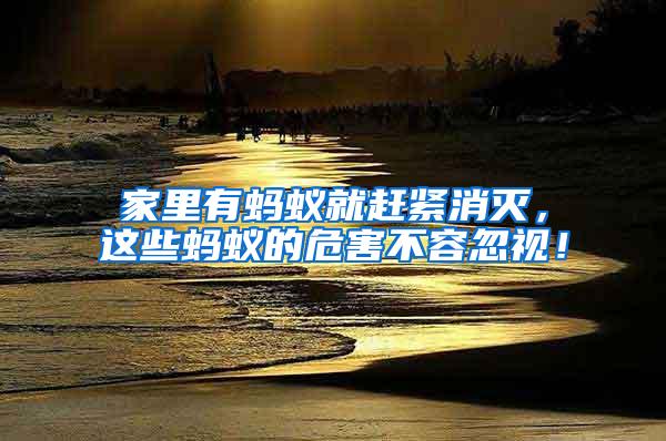 家里有螞蟻就趕緊消滅，這些螞蟻的危害不容忽視！