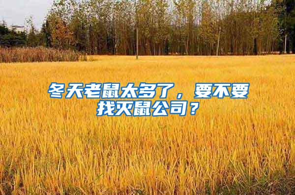 冬天老鼠太多了，要不要找滅鼠公司？