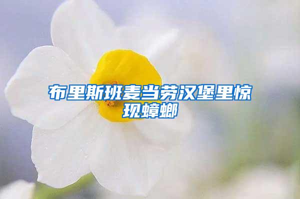布里斯班麥當(dāng)勞漢堡里驚現(xiàn)蟑螂