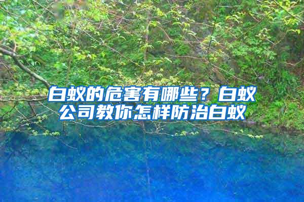 白蟻的危害有哪些？白蟻公司教你怎樣防治白蟻