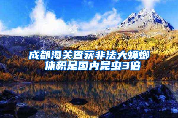 成都海關(guān)查獲非法大蟑螂 體積是國內(nèi)昆蟲3倍