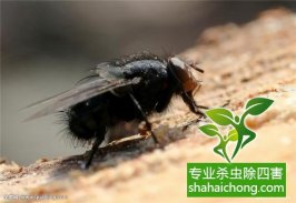 家里發(fā)現(xiàn)書虱怎么辦？如何消滅書虱