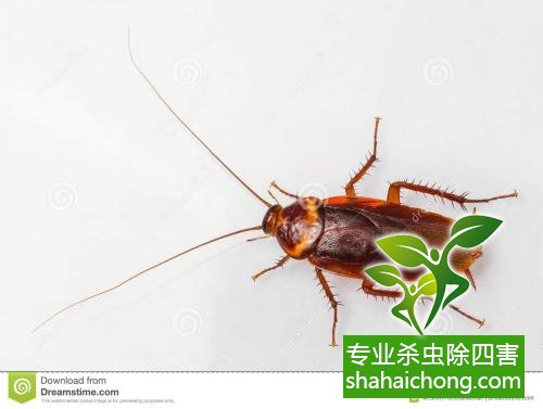 除蟑螂滅蟑螂的方法 如何消滅蟑螂,怎么樣滅除蟑螂