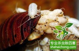 深圳滅蟑螂除四害公司專(zhuān)業(yè)滅蟑螂、徹底滅絕-怎么樣滅除蟑螂的方法