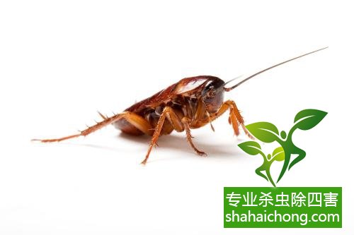 家里有蟑螂怎么辦,蟑螂怎么消滅 殺蟑螂公司怎么樣滅蟑螂